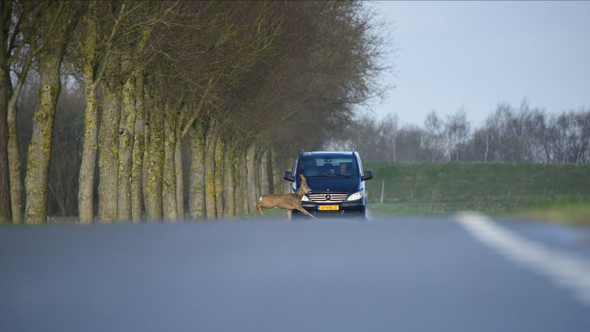 Foto: Meer wildaanrijdingen door zomertijd: let op uw snelheid!
