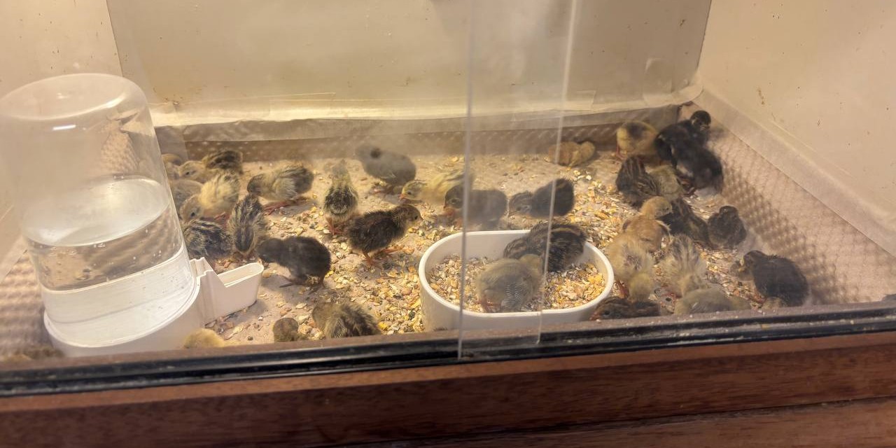 Foto: Zelfs uit Duitsland animo voor de vogel vraagdag