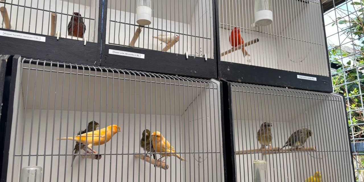 Foto: Zelfs uit Duitsland animo voor de vogel vraagdag