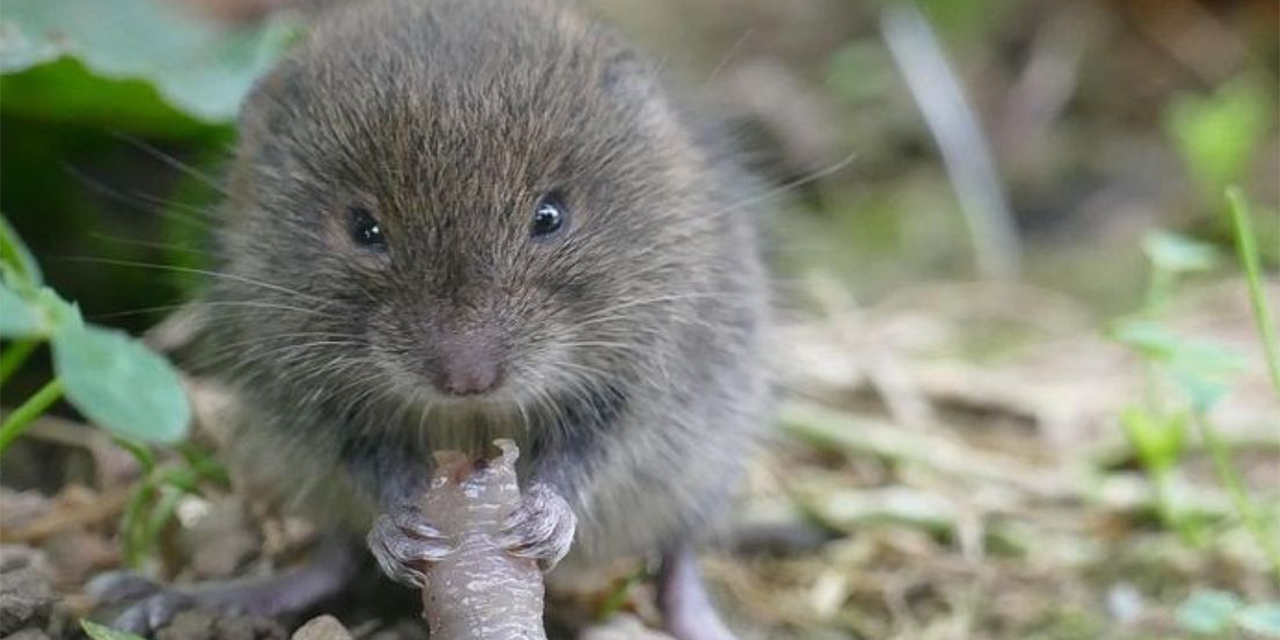 Foto: Hoe herken je een woelmuis? Hier vind je bruikbare tips