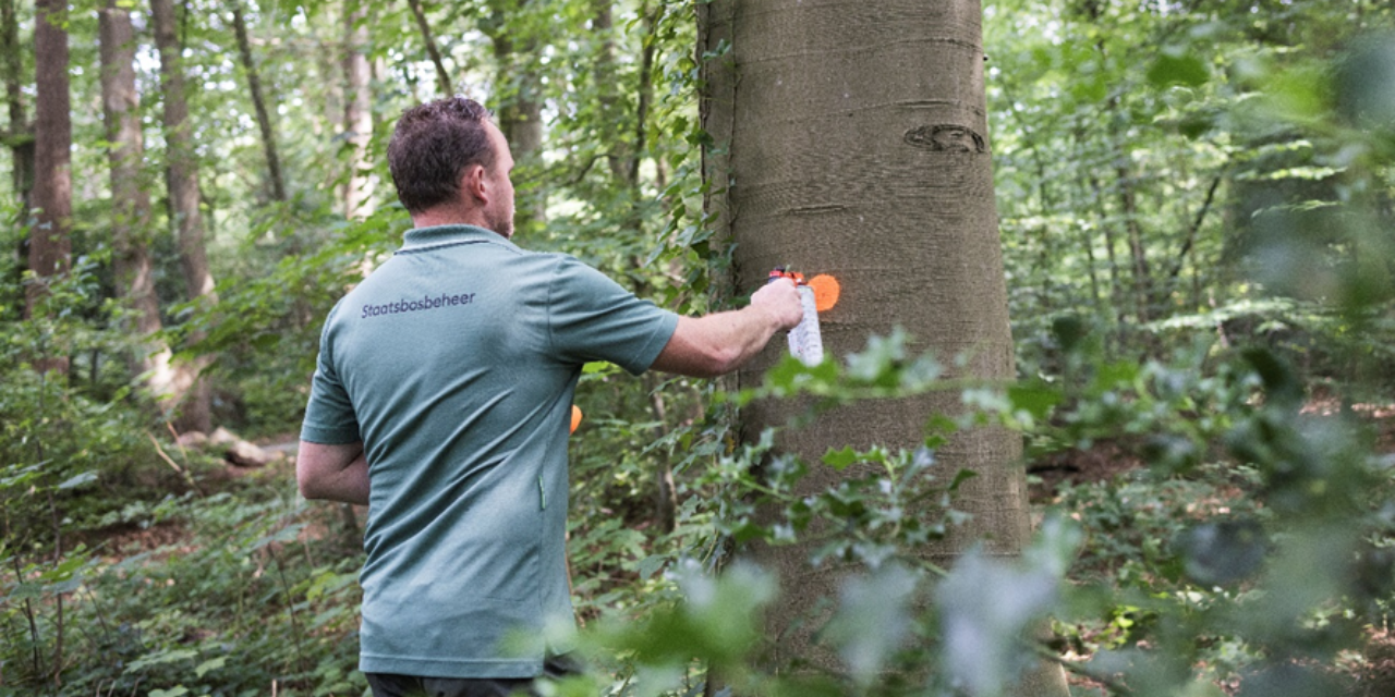 Foto: Bosbeheer voor vitaal en toekomstbestendig bos