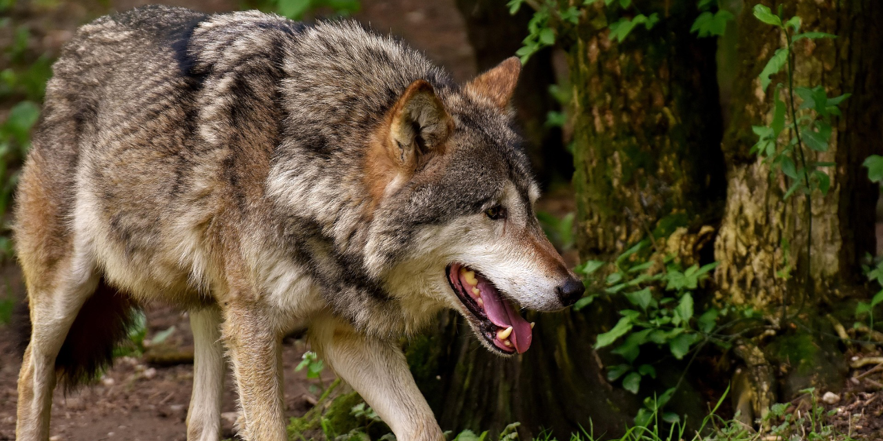 Foto: Europees Parlement versnelt besluitvorming over beschermingsstatus wolf