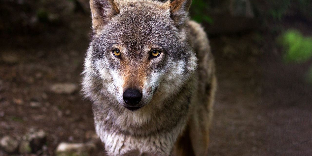 Foto: Zeker veertien wolvenwelpen aangetoond in leefgebieden rond VRMG-regio