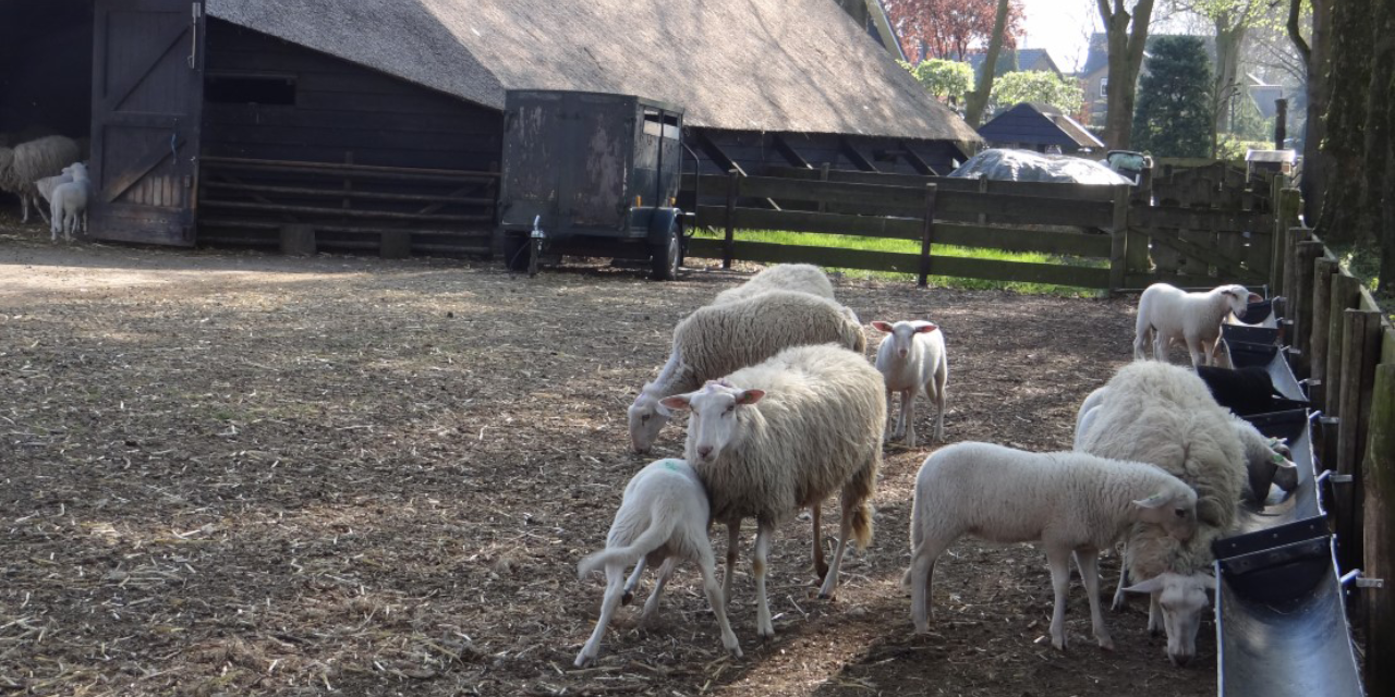 Foto: Heidebeheer met schaapskudde niet ter discussie, voorbereidingen voor nieuwe schaapskooi Elspeet gaan door