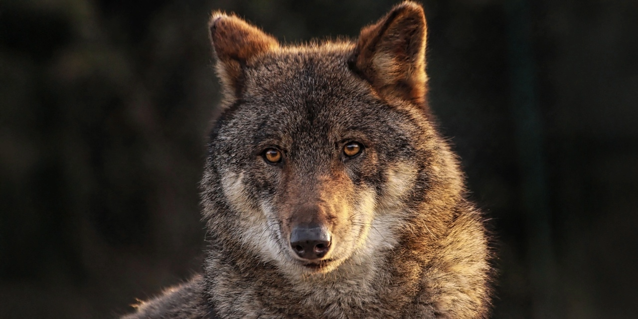 Foto: Wolf minder beschermd: 'Maar dit is voor de bühne'
