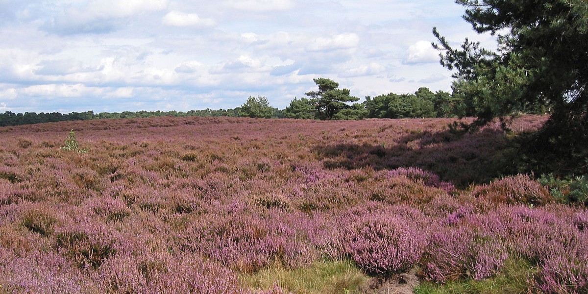 Foto: Actiegroep waarschuwt: ‘Paarse heide dreigt te verdwijnen door nieuw beheerplan’