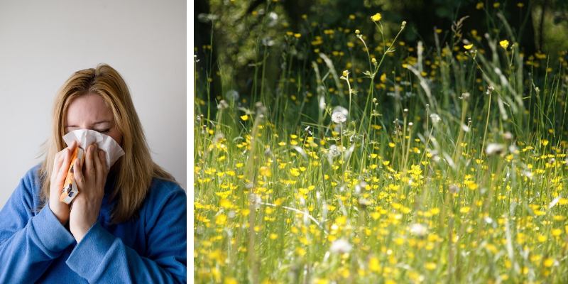 Foto: Piek hooikoortsseizoen minder heftig door droogte