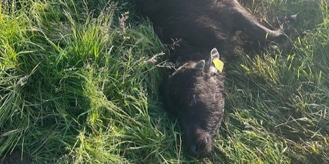 Foto: Tweede aanval op jonge waterbuffels in Hulshorst in één week