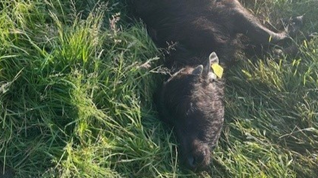 Foto: Tweede aanval op jonge waterbuffels in Hulshorst in één week