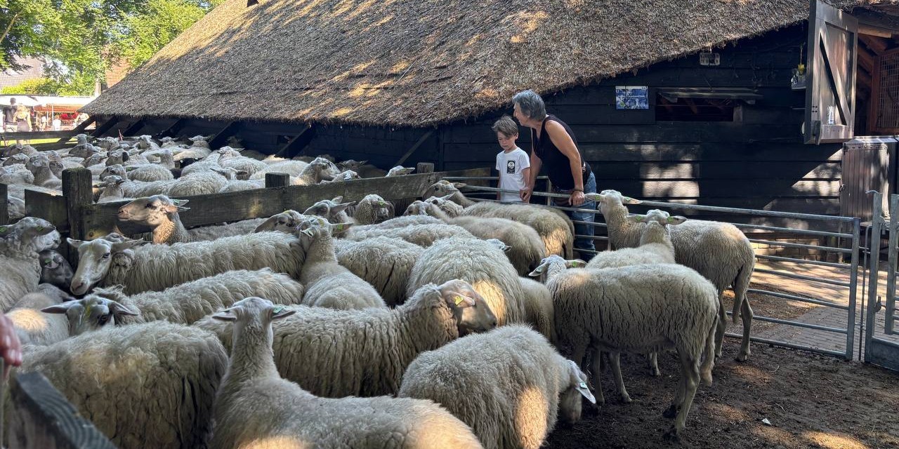 Foto: Dubbele gevoelens tijdens Schaapsscheerdersfeest Elspeet