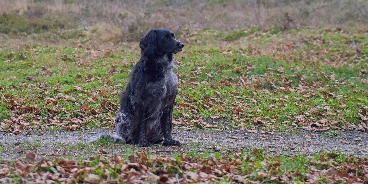 Foto: Hond Evi gegrepen door wolf in bos bij Vierhouten: 'Veel inwendige schade'