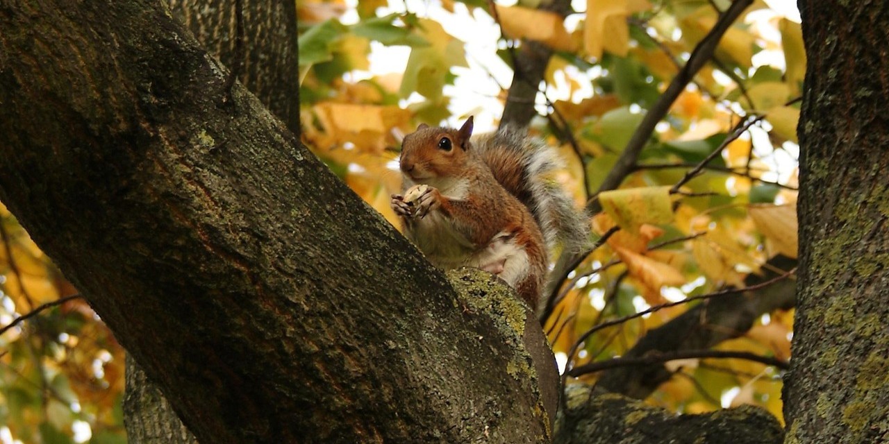 Foto: Zien: Eekhoorntjes rennen elkaar achterna in de boom