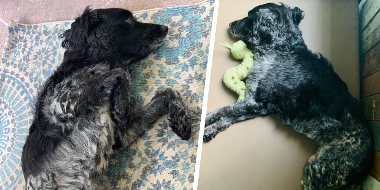 Foto: Update na aanval wolf: hoopvolle vooruitgang voor hond Evi