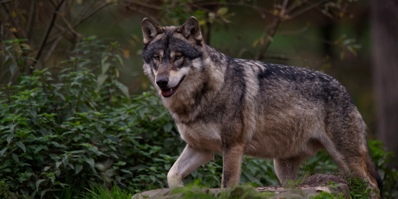 Foto: Rechter: besluit over bescherming wolf op de Veluwe kan niet langer wachten