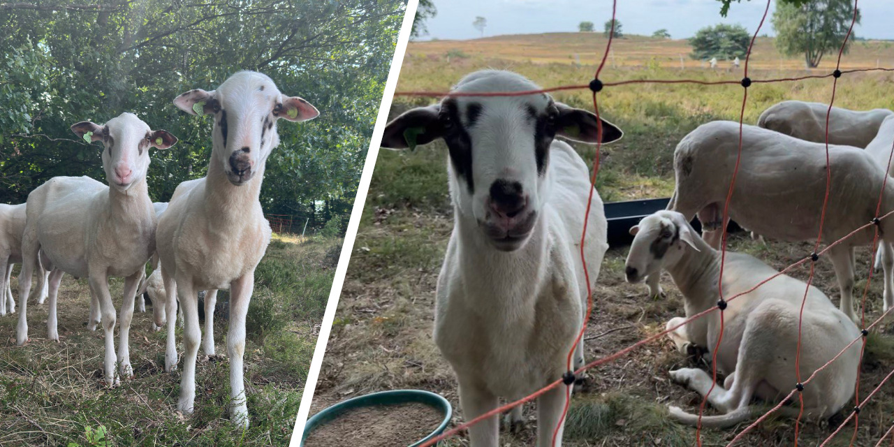 Foto: Na jaar van ziekte kan Elspeetse schaapskudde eindelijk voortplanten