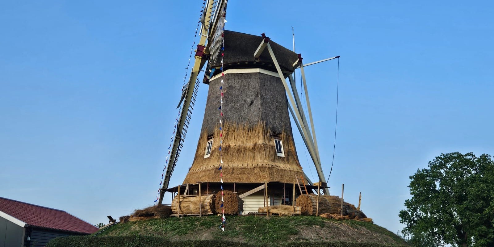Foto: Nieuw riet voor Molen de Duif in Nunspeet