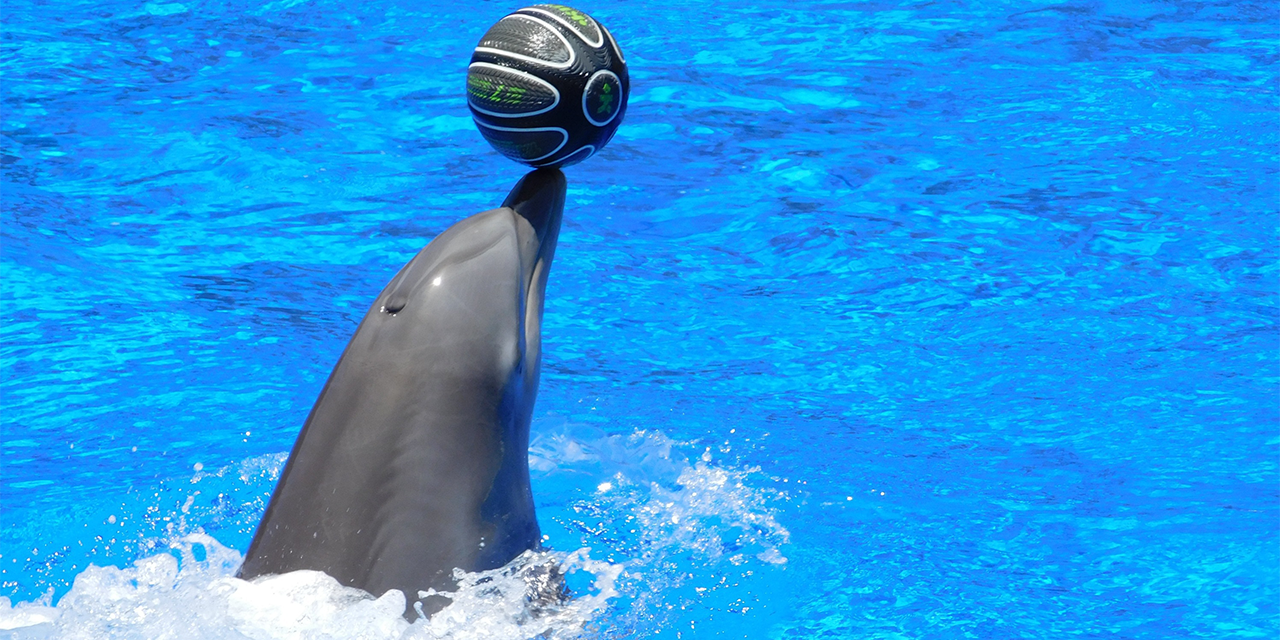 Foto: Dolfinarium blijft bij standpunt: Voorstellingen voldoen aan wet- en regelgeving