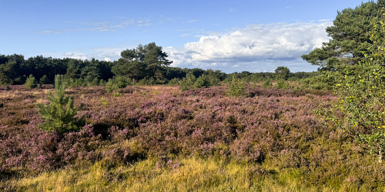 Foto: De paarse pracht van de Veluwe: heide in volle bloei