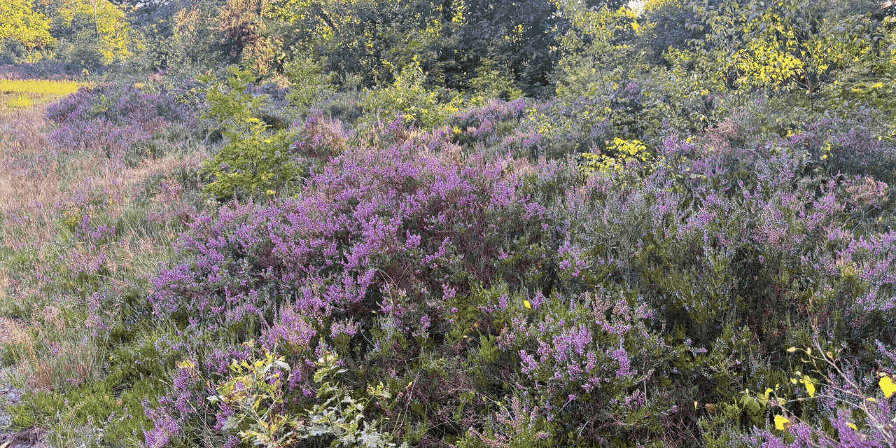 Foto: De paarse pracht van de Veluwe: heide in volle bloei