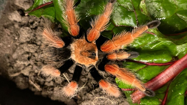 Foto: Dierencentrum De Ark doet oproep: Wie mist deze harige knappe gast?
