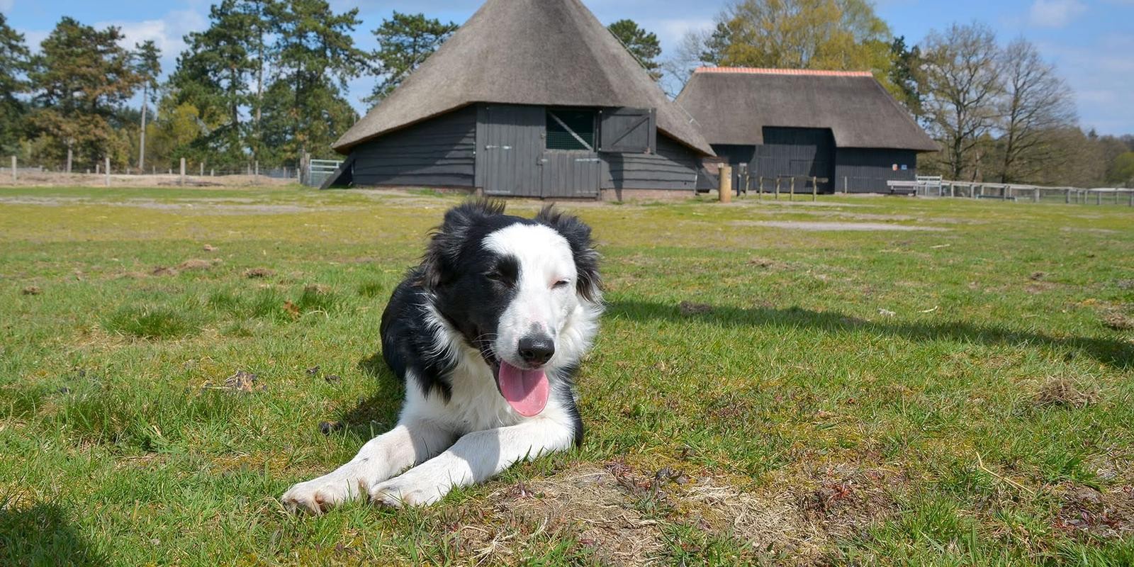 Foto: Verslagenheid bij schaapskudde Epe-Heerde: 'Onze dappere Daisy is niet meer'