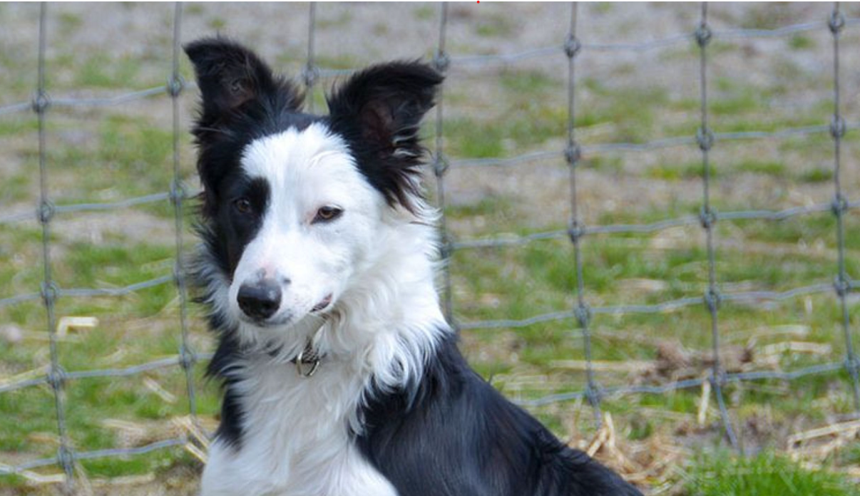 Foto: Gevonden schedel mogelijk toch niet van hond Daisy