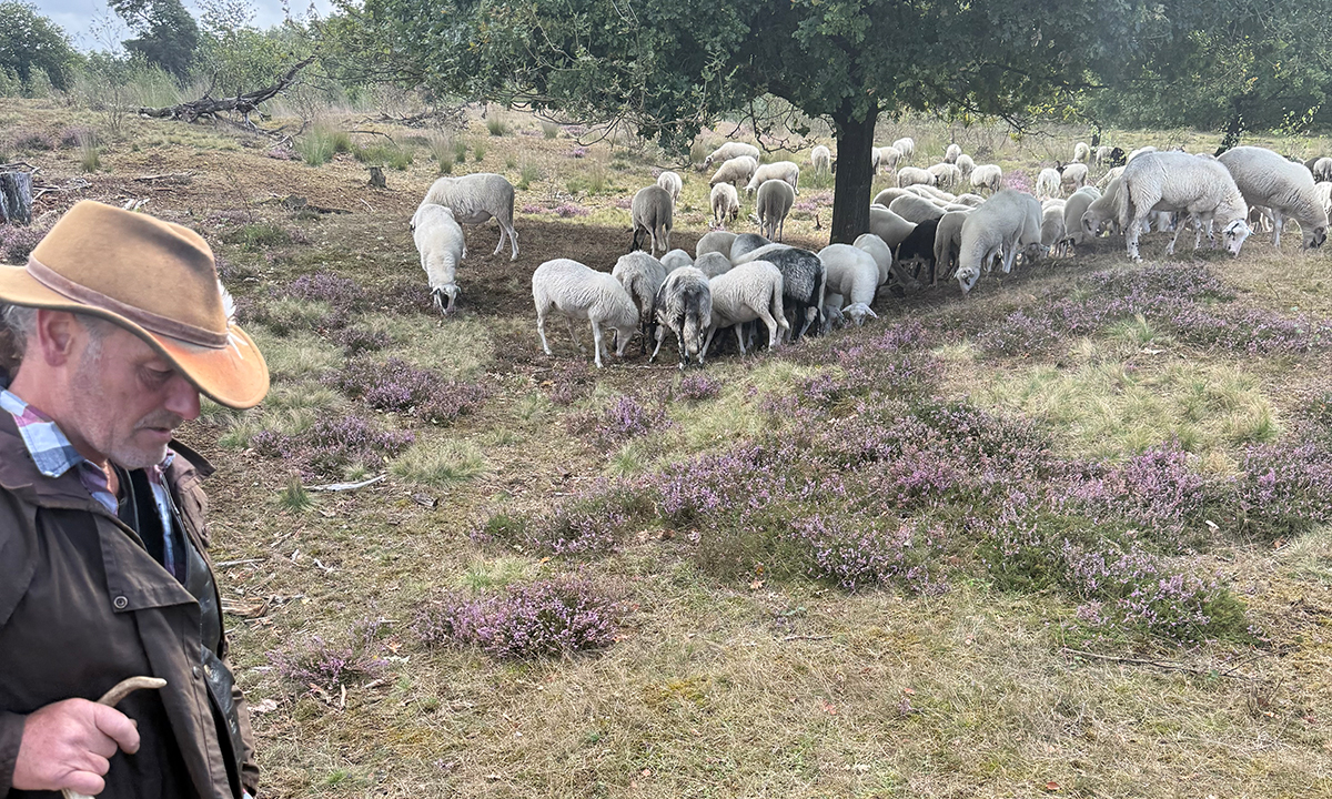 Foto: Zo houdt schaapherder Arend de wolf op afstand: ‘Werkt al jaren’