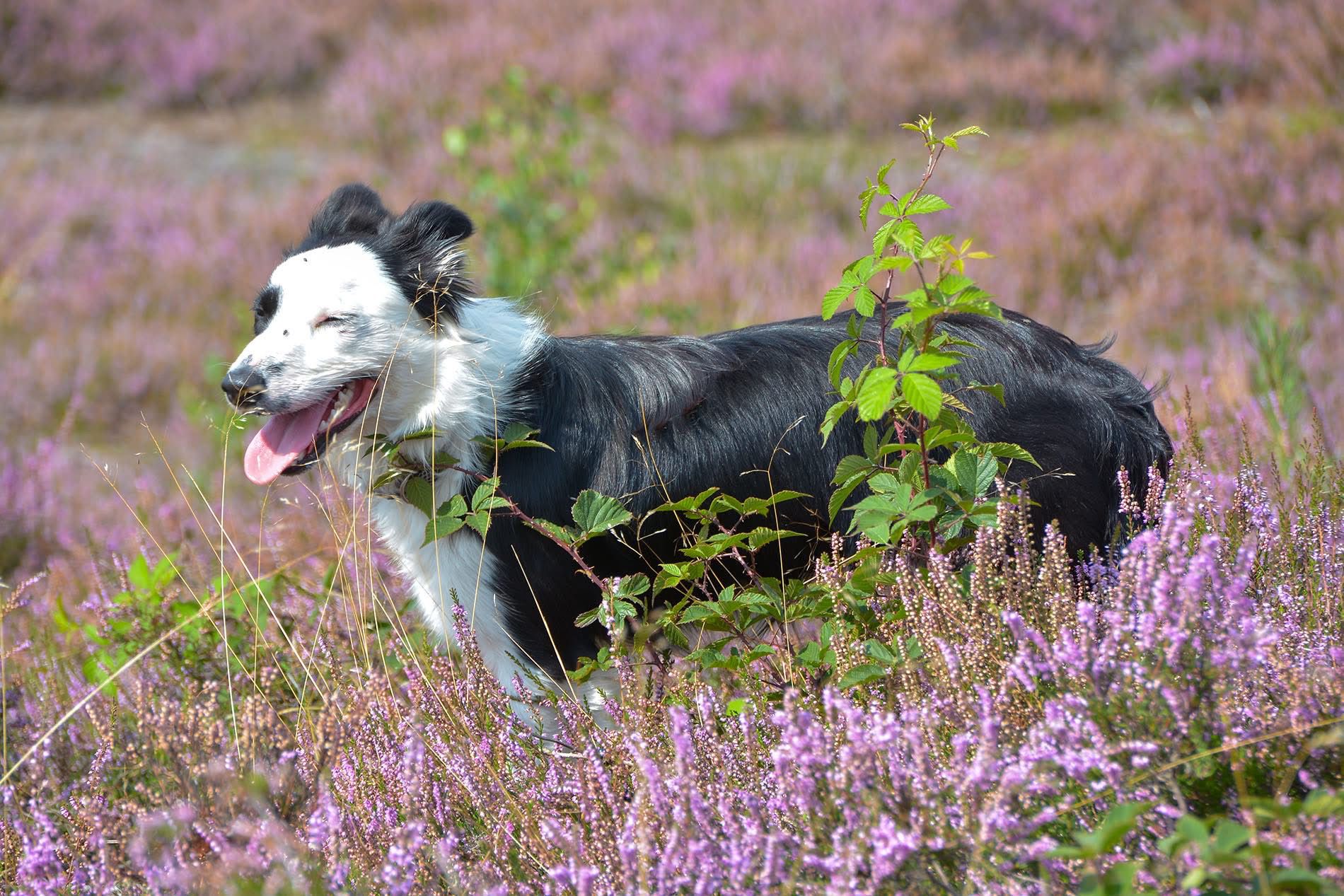 Foto: Daisy al twee maanden spoorloos: 'Geen nieuws is slecht nieuws'