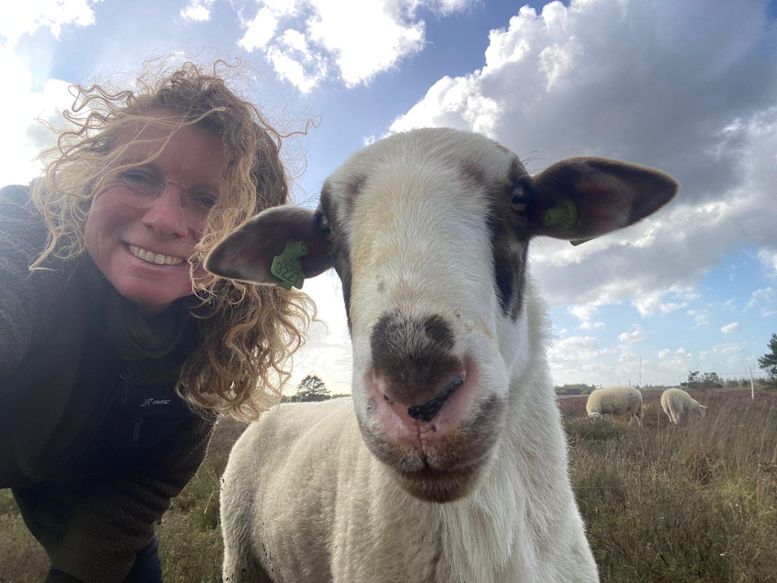 Foto: Liefde in de lucht bij Elspeetse schaapskudde: de rammen terug in actie na blauwtongjaar