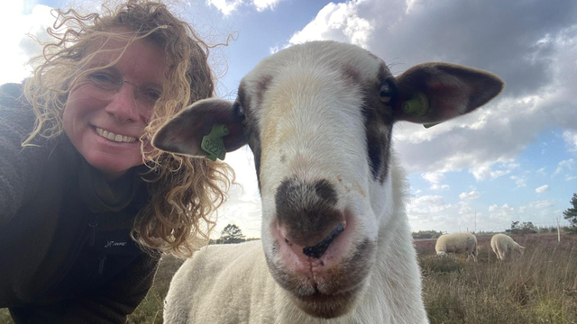 Foto: Liefde in de lucht bij Elspeetse schaapskudde: de rammen terug in actie na blauwtongjaar