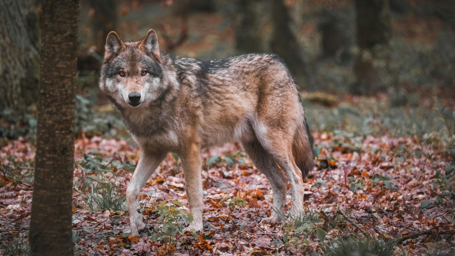 Foto: Burgemeesters slaan alarm over wolf: 'Veiligheid inwoners en dieren in gevaar'