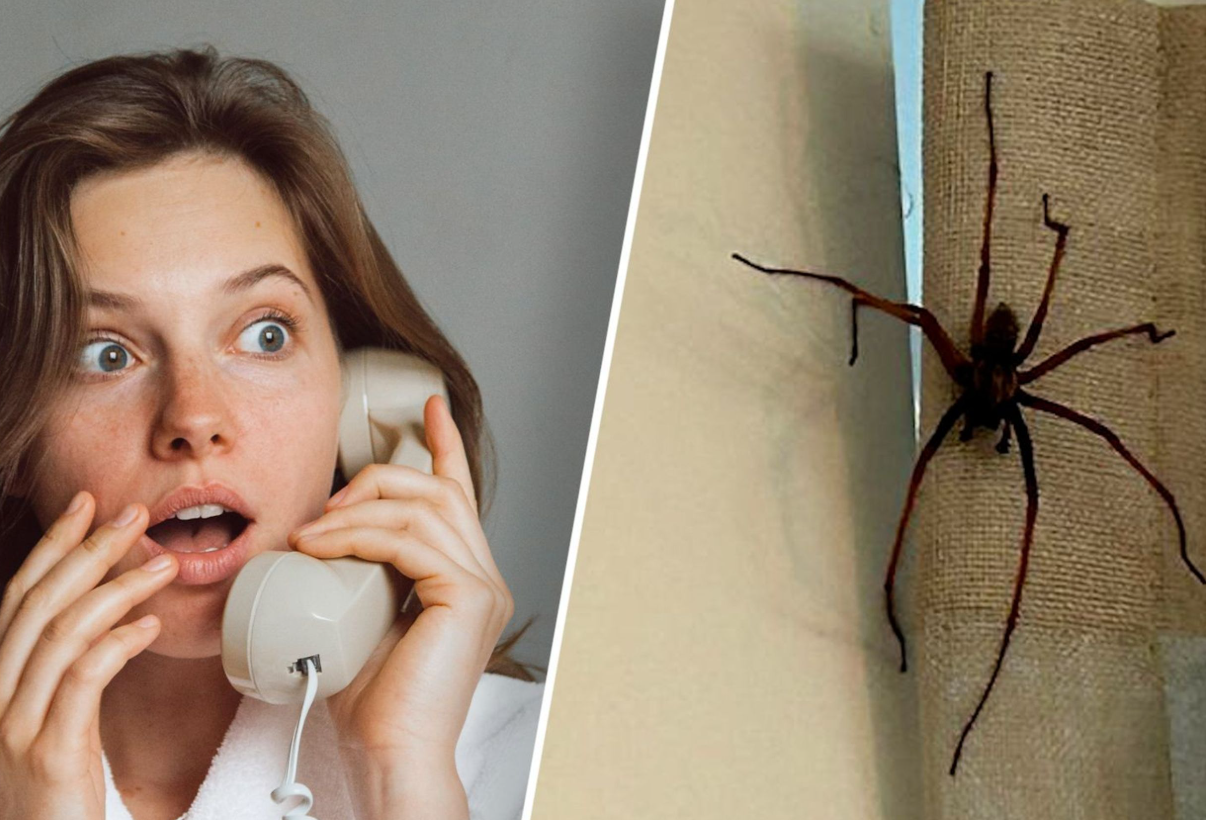 Foto: Spinnenseizoen begonnen: kan je ze tegenhouden?