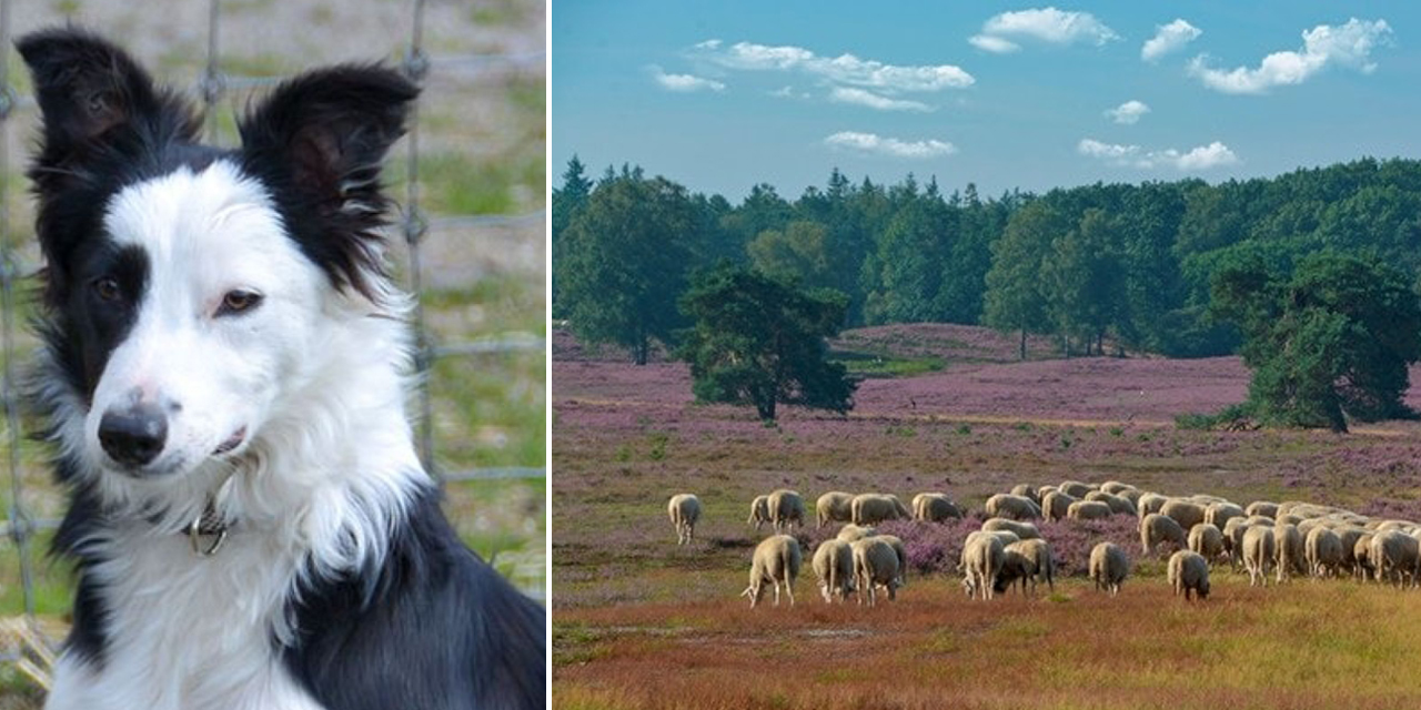 Foto: Schapen gaan weer de heide op bij de Renderklippen, maar bezoekers moeten afstand houden