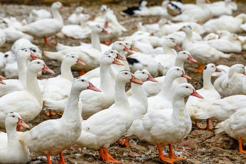Foto: Ook vogelgriep vastgesteld in Hierden