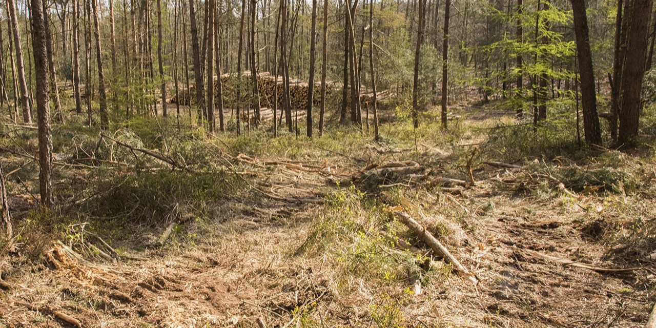 Foto: Zandenbos krijgt onderhoudsbeurt: dit gaat er gelijk in het nieuwe jaar gebeuren