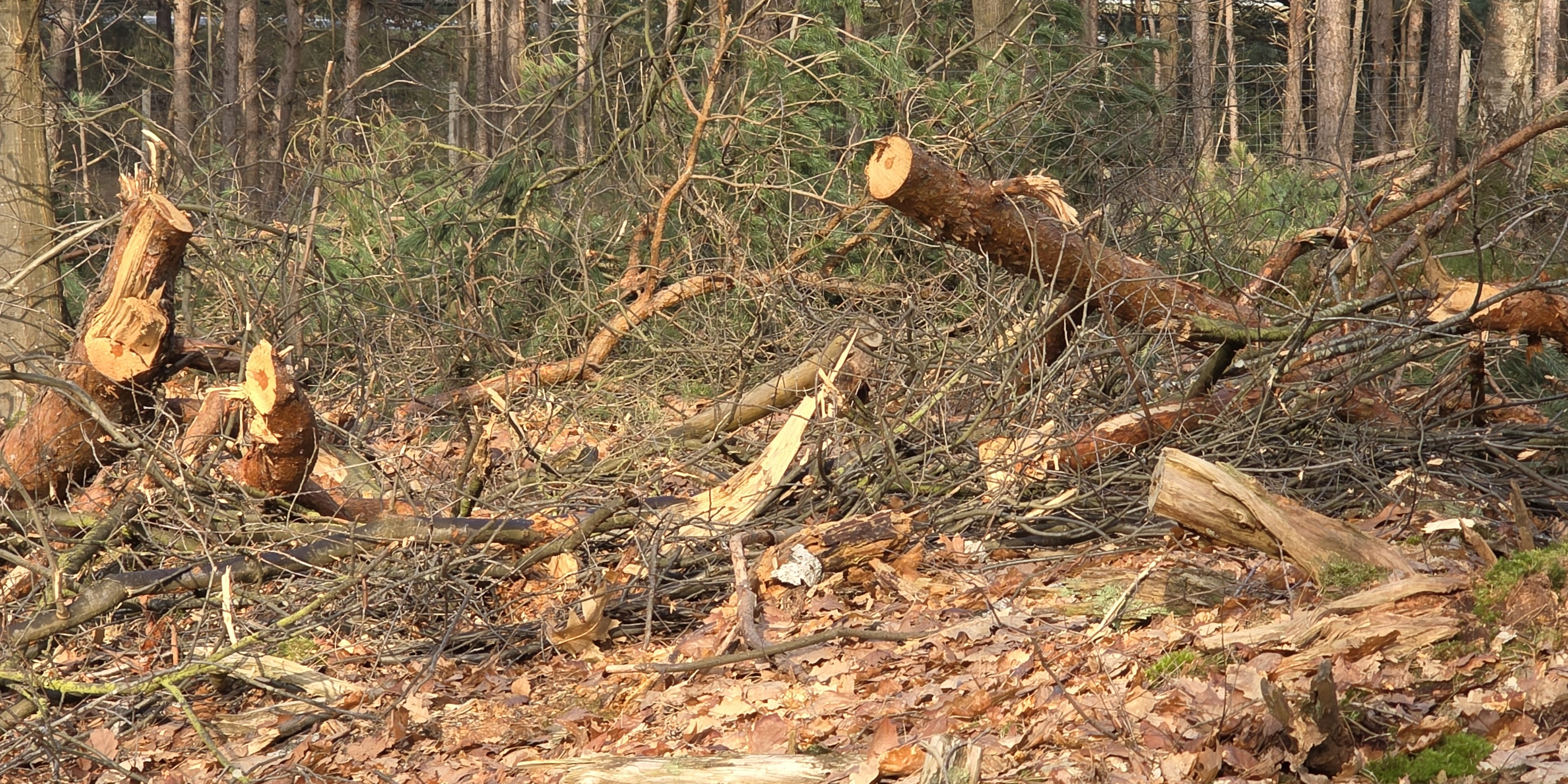 Foto: Gemeentebelang Nunspeet stelt vragen over houtkap in bossen rond Nunspeet