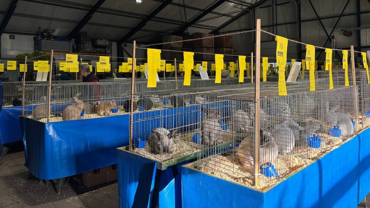 Foto: Fokkers uit het hele land tonen hun beste dieren bij Veluwemeershow