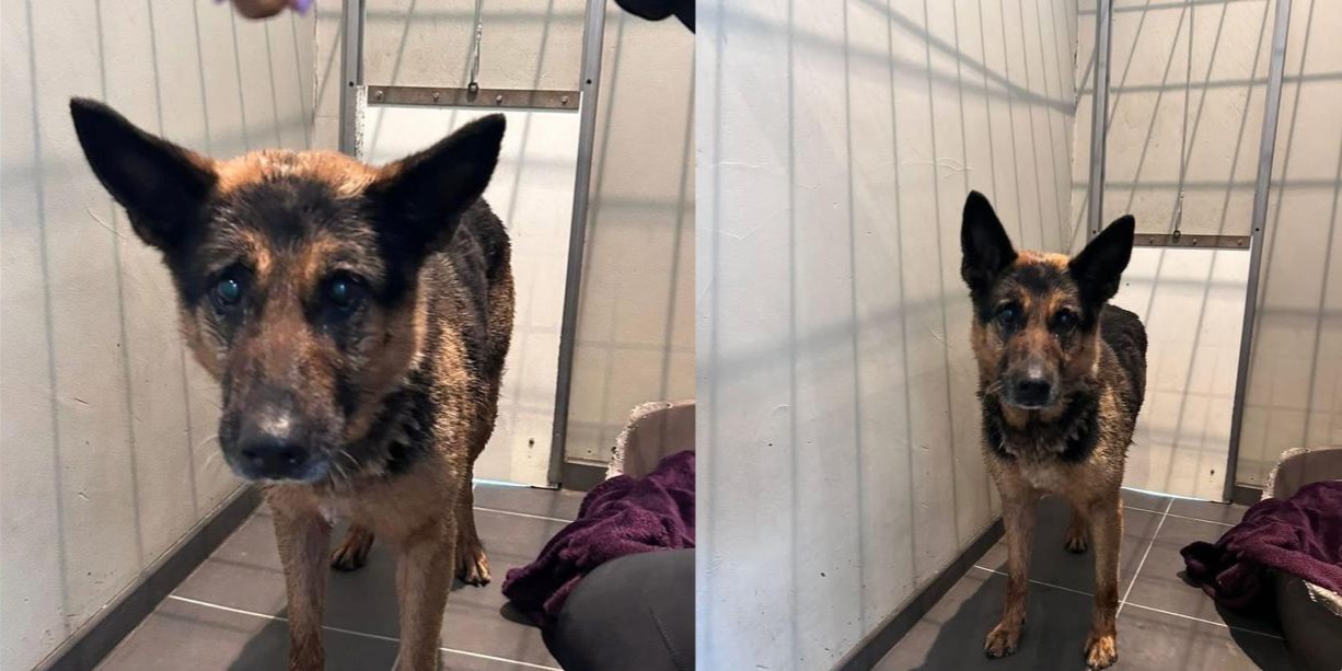 Foto: Ineens loopt deze hond op de A28, eigenaar is spoorloos