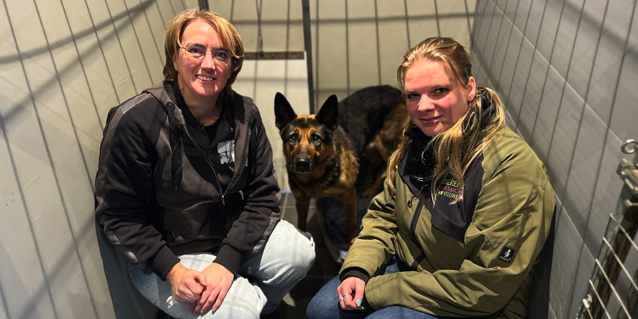 Foto: Zo gaat het nu met de herder die op de snelweg liep: 'Bang maar lief beestje'