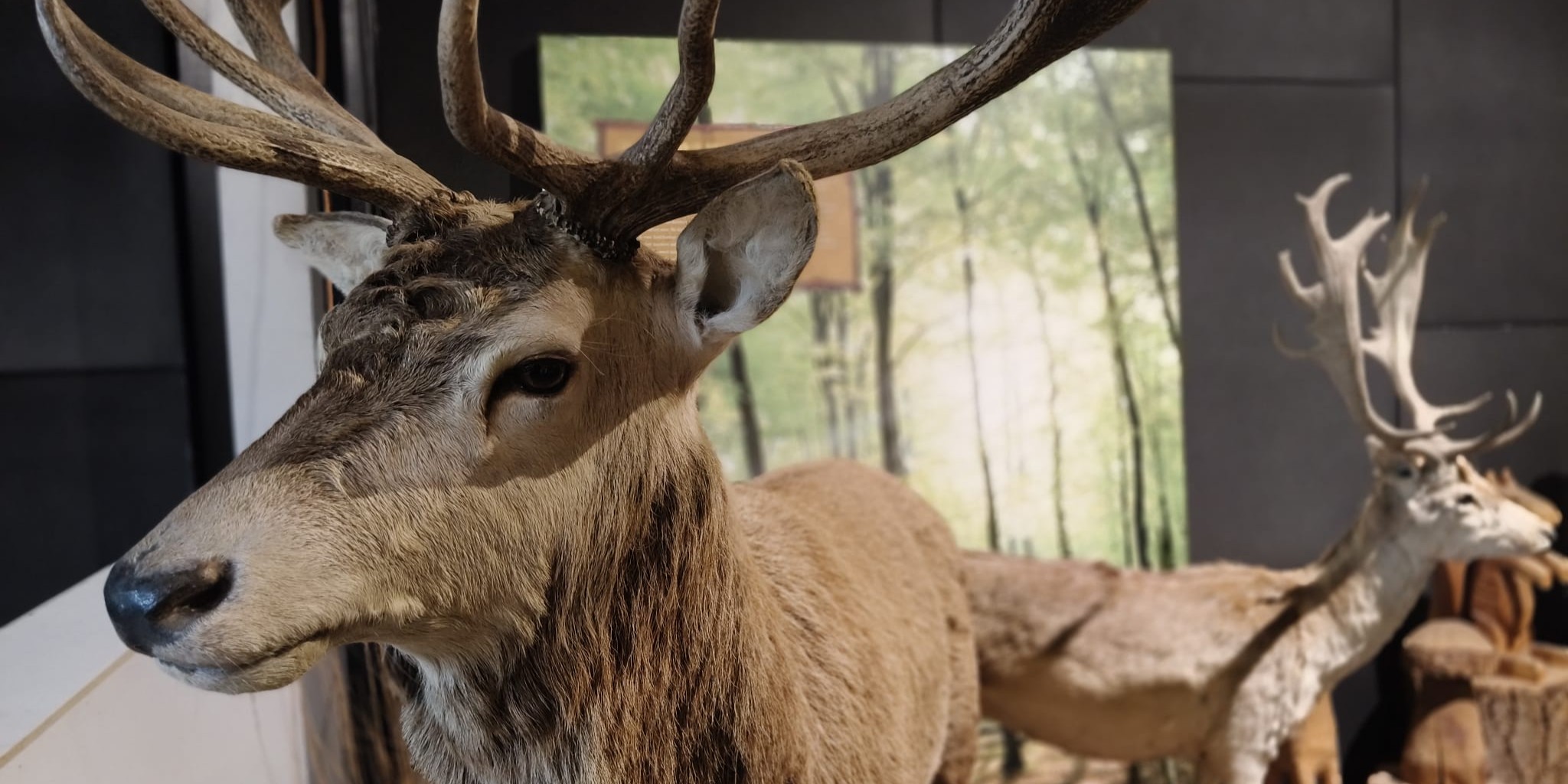 Foto: Nieuwe exposities bij bezoekerscentrum laten bezoekers leren over Veluwse natuur