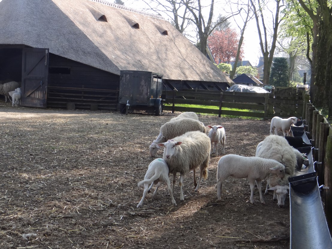 Foto: Waar moet de nieuwe schaapskooi in Elspeet wél komen? Onderzoek moet meer opties opleveren
