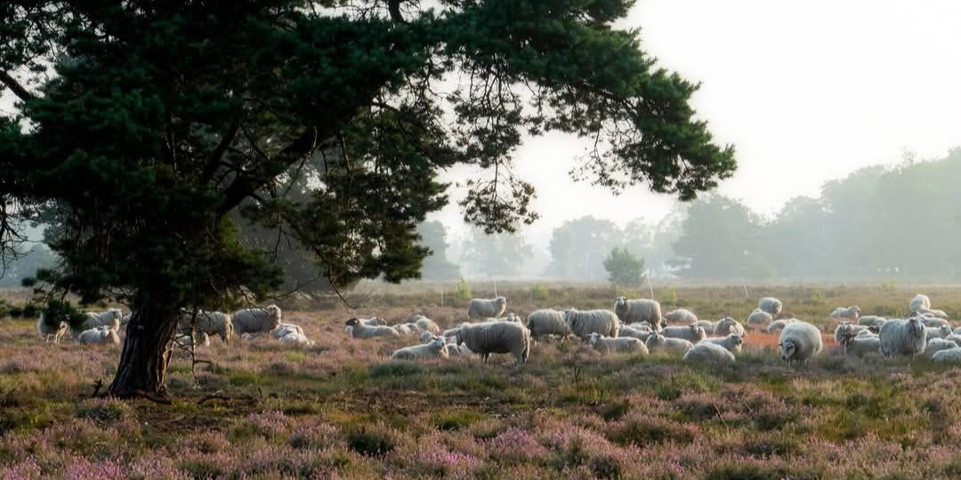 Foto: CDA Lokaal bezorgd over provinciaal stikstofbeleid