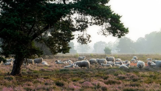 Foto: CDA Lokaal bezorgd over provinciaal stikstofbeleid