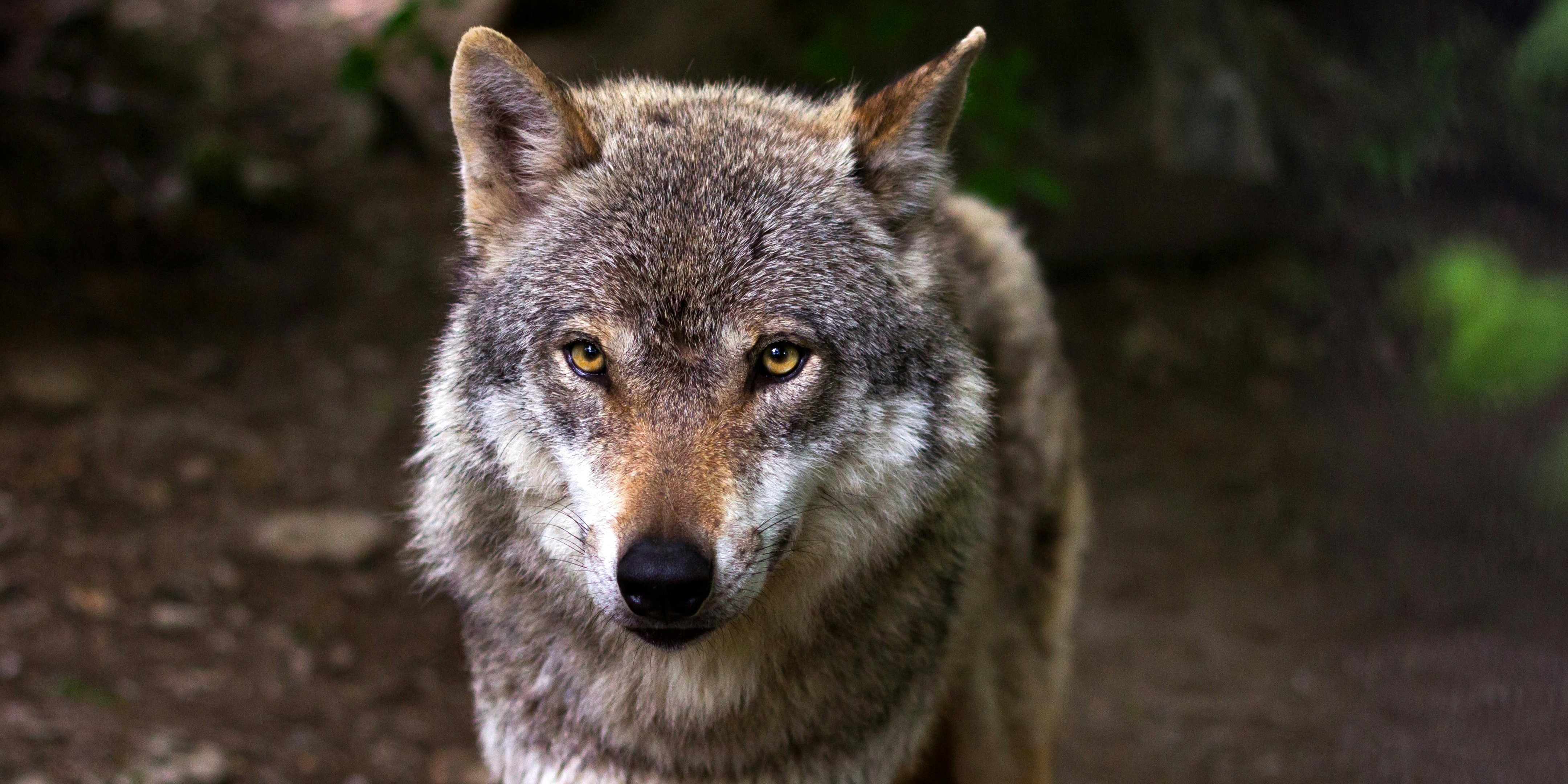 Foto: Gelderland gaat met paintballgeweer schieten op niet-schuwe wolf 