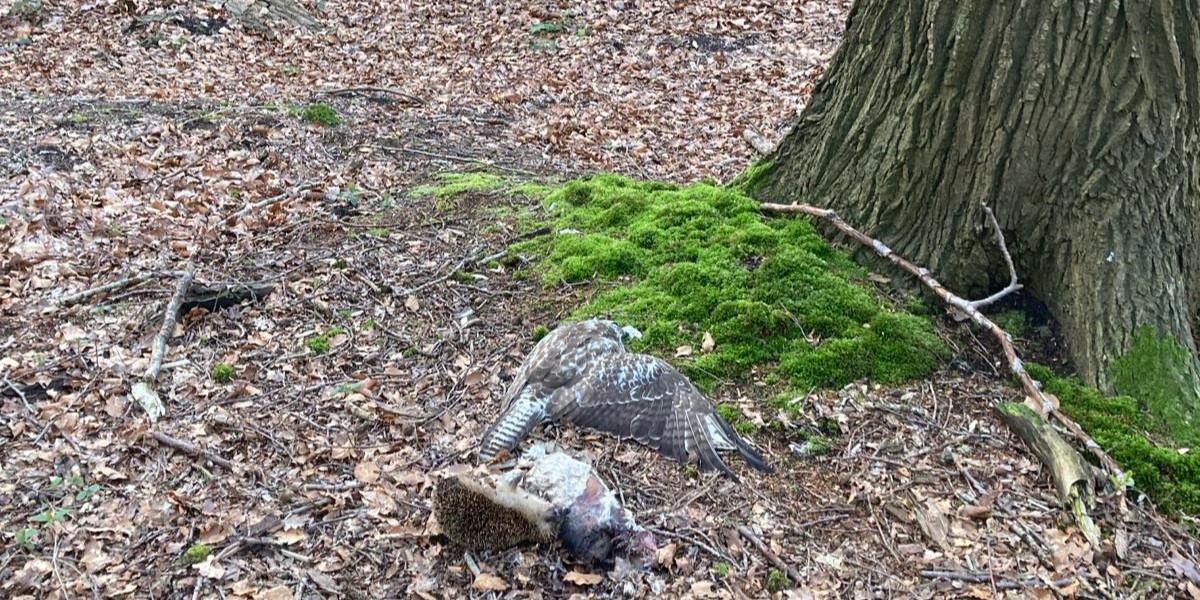Foto: Mogelijk dieren vergiftigd in Hoevelaken