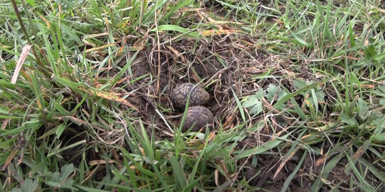 Foto: VIDEO: Eerste kievitsei gevonden in Oldebroek