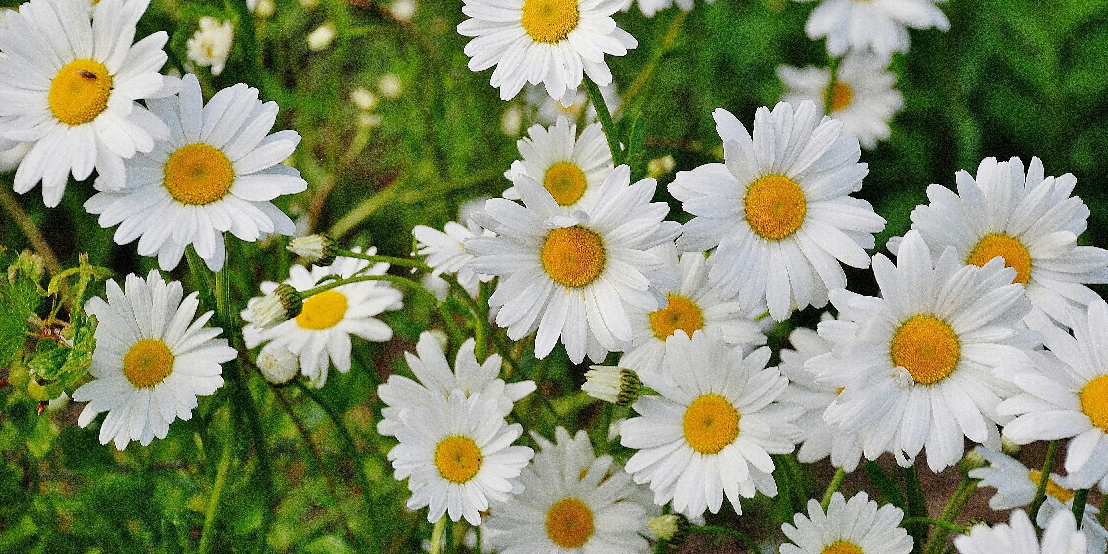 Foto: Maak je tuin klimaatproof met hulp van de tuincoach