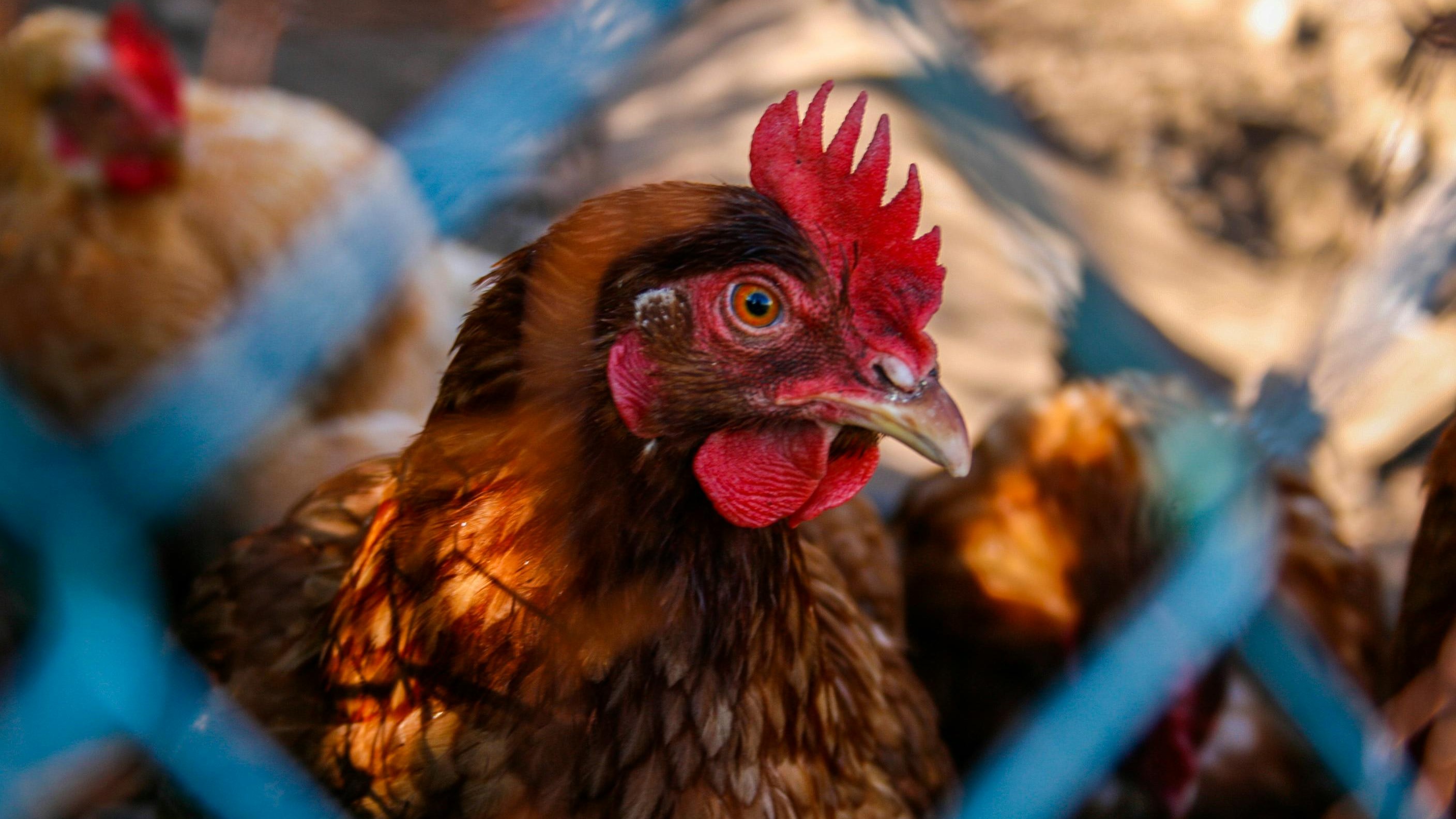 Foto: Gelderse kippen moeten binnenblijven: 'Ik baal ervan'