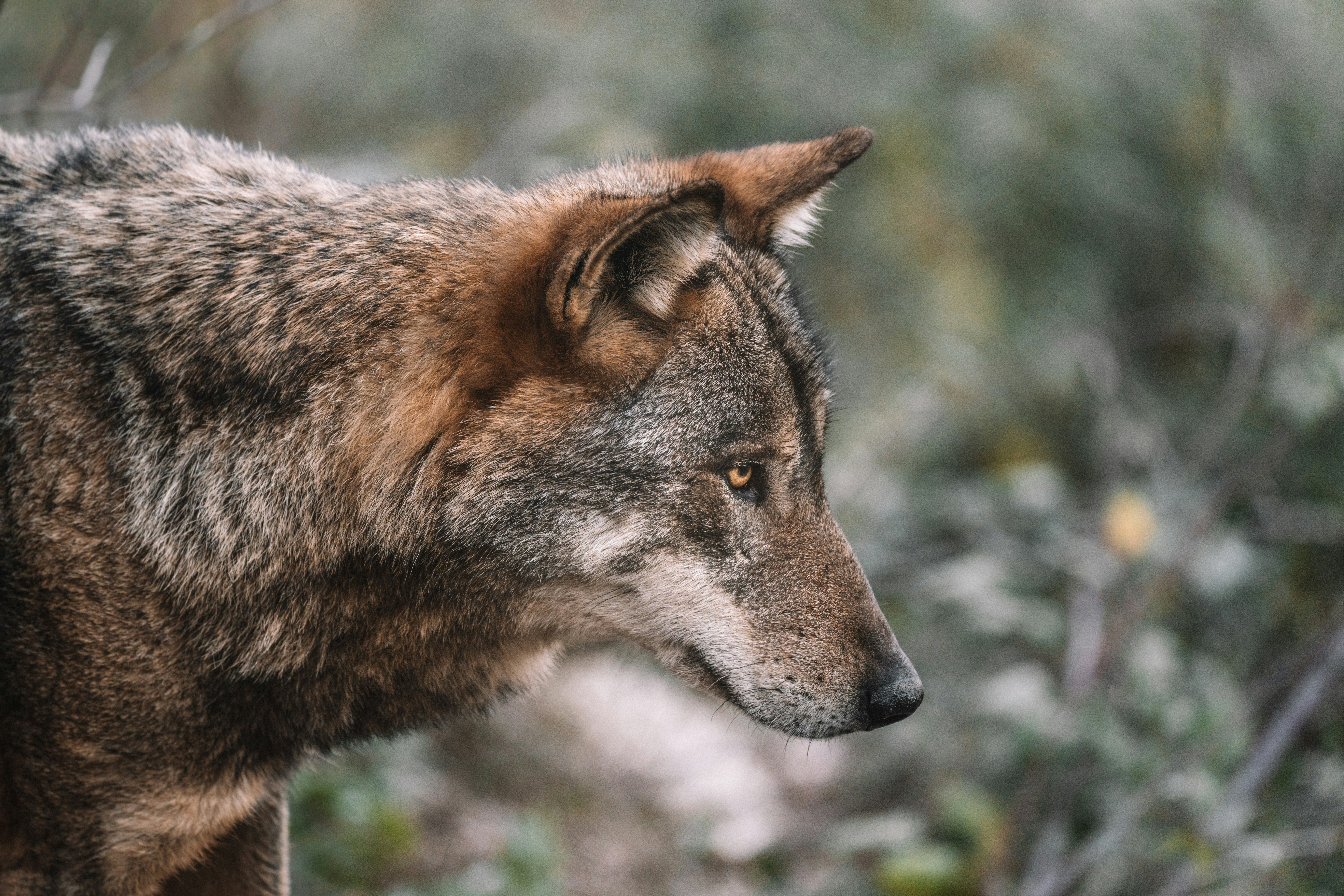 Foto: Verhoging vergunningvrije afrastering om wolven te weren in Elburg