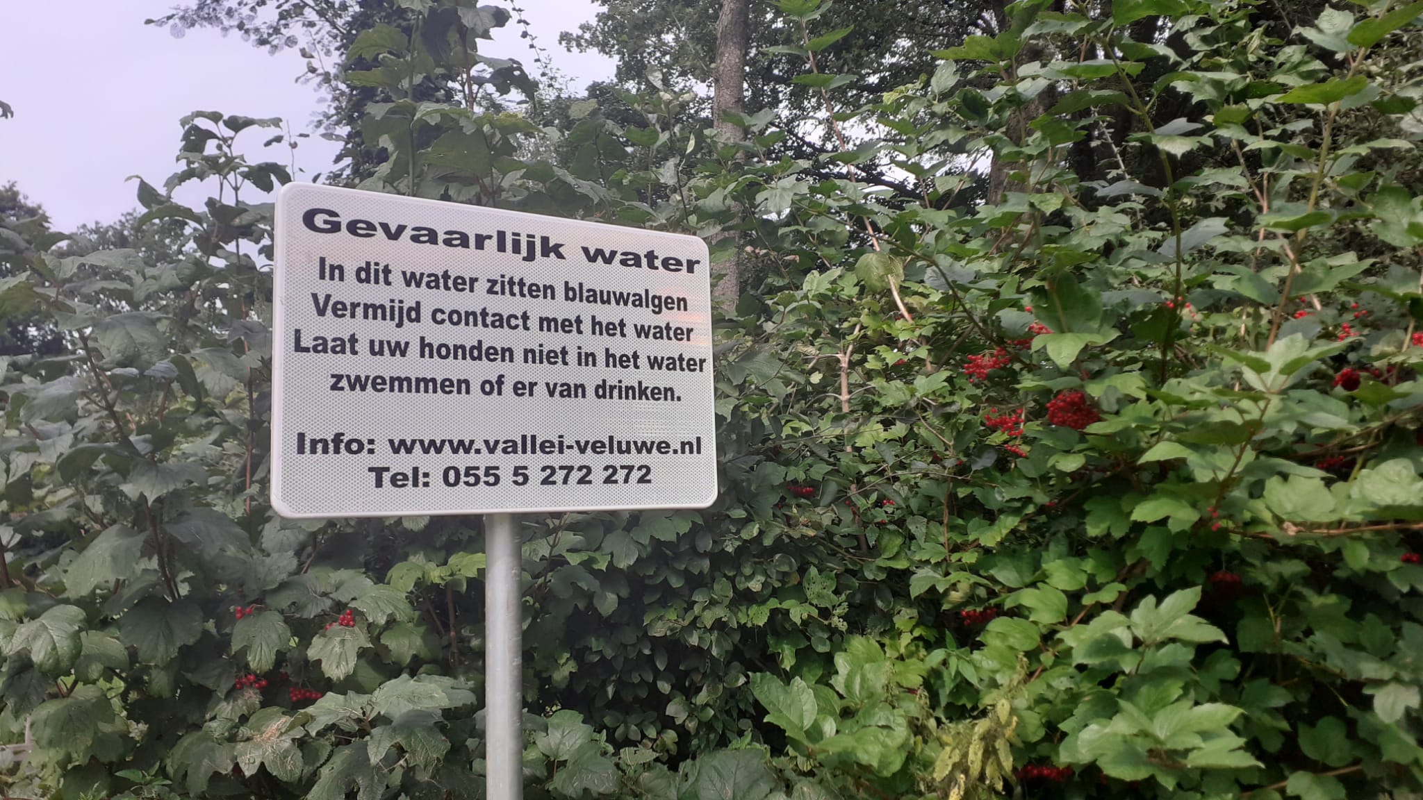 Foto: Blauwalgen aangetroffen in Terschuur